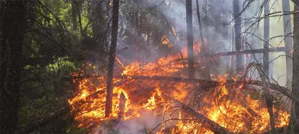 image d'un feu de forêt