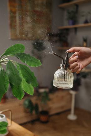 arrosage de plantes d'intérieur avec l'eau de pluie © © pexels-rocketmann-team